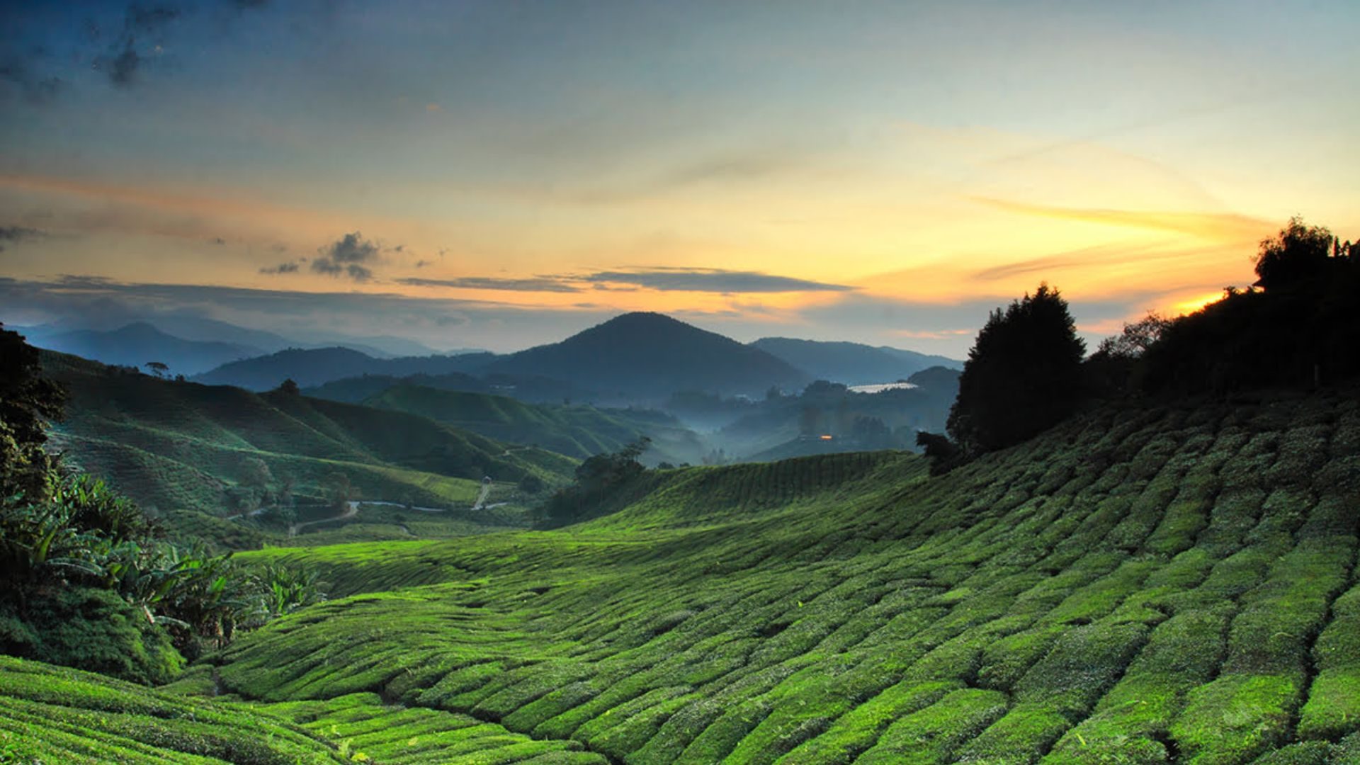 Cameron Highlands_ Tea Plantations and More