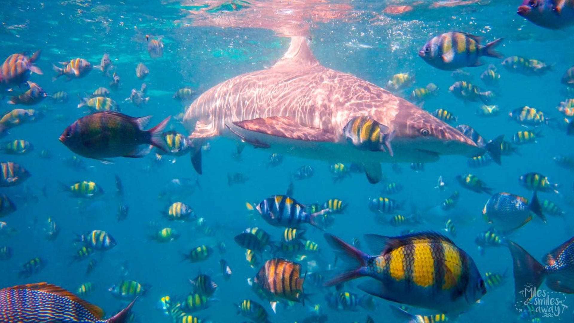 Dive at Sipadan_ A Marine Wonderland