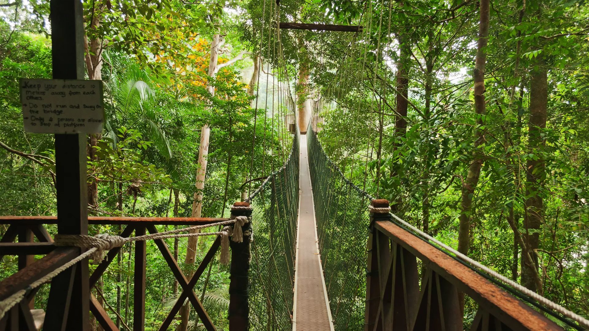 Explore Taman Negara_ A Journey Into the Wild